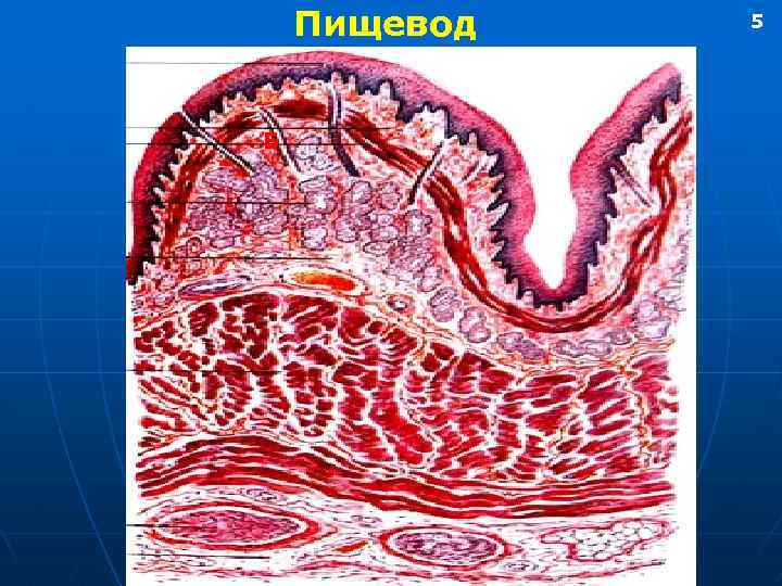 Картинка пищевод желудок