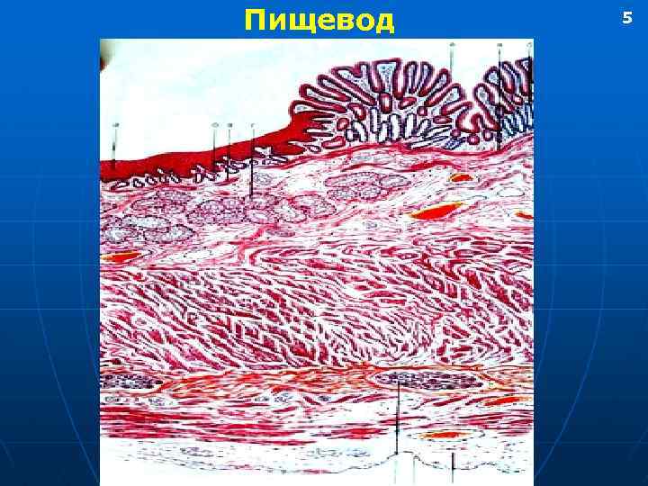 Пищевод 5 