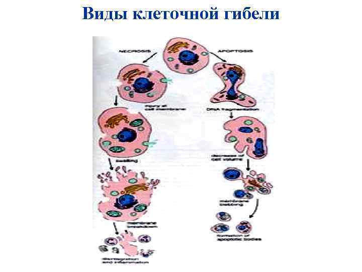 Виды клеточной гибели 