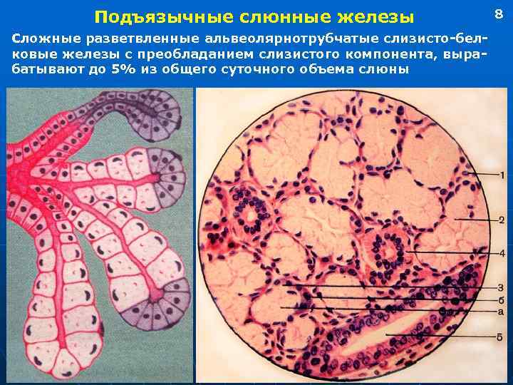 Малые слюнные железы фото