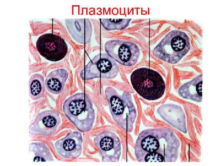 Плазмоциты 