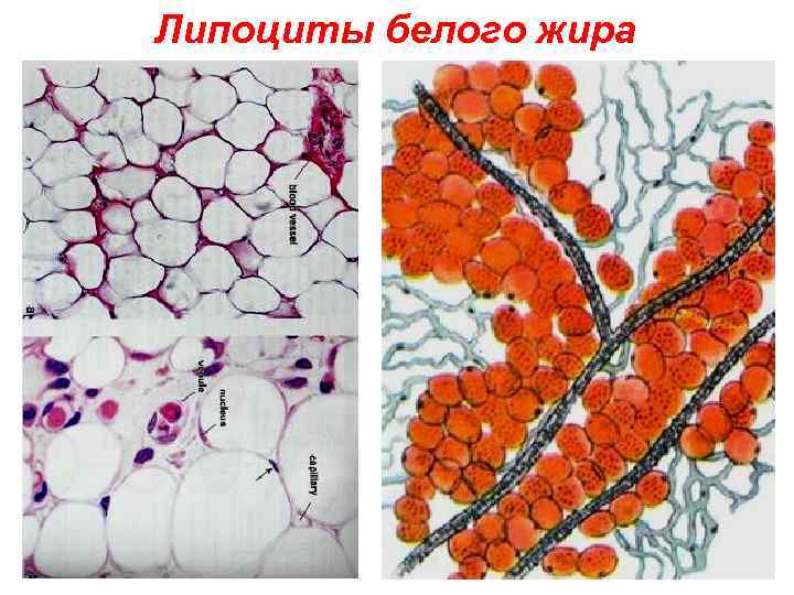 Липоциты белого жира 