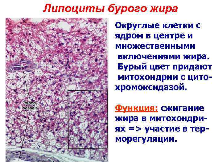 Липоциты бурого жира Округлые клетки с ядром в центре и множественными включениями жира. Бурый