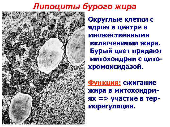 Липоциты бурого жира Округлые клетки с ядром в центре и множественными включениями жира. Бурый