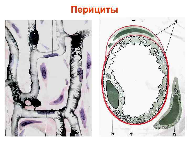 Перициты 