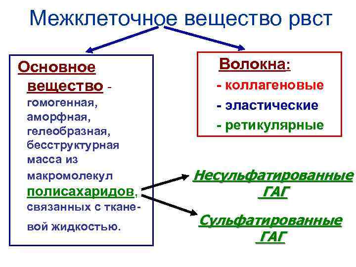 Межклеточное вещество рвст Основное вещество гомогенная, аморфная, гелеобразная, бесструктурная масса из макромолекул полисахаридов, связанных