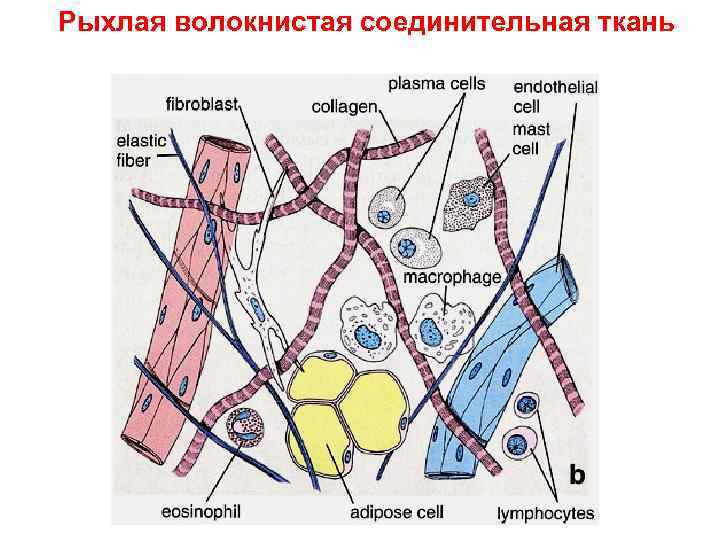 Рыхлая волокнистая соединительная ткань 