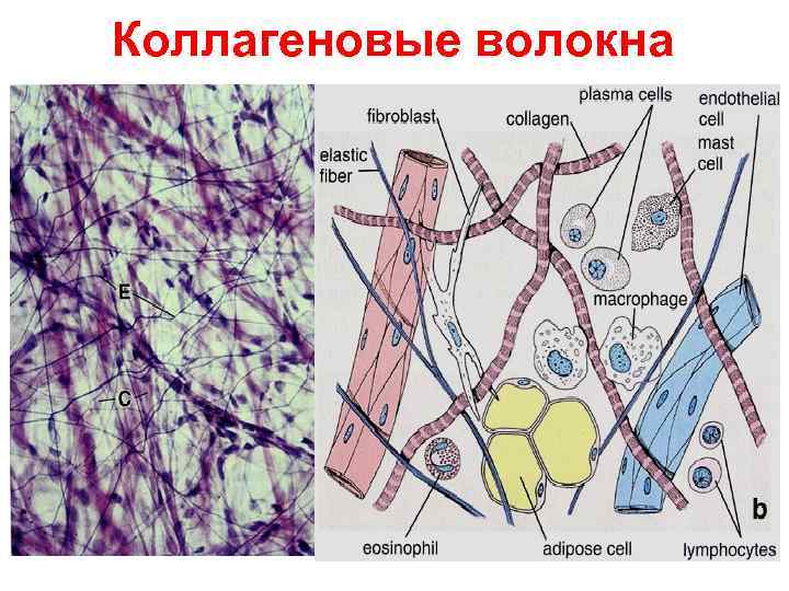 Коллагеновые волокна 