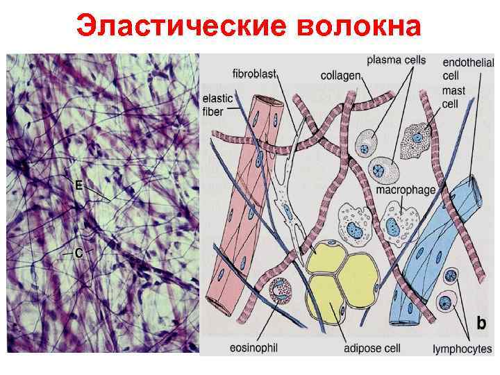 Эластические волокна 