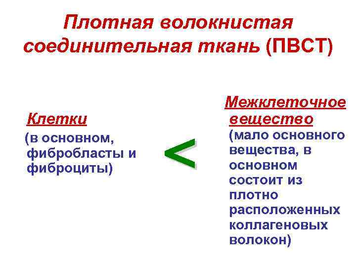 Плотная волокнистая соединительная ткань (ПВСТ) Клетки (в основном, фибробласты и фиброциты) < Межклеточное вещество