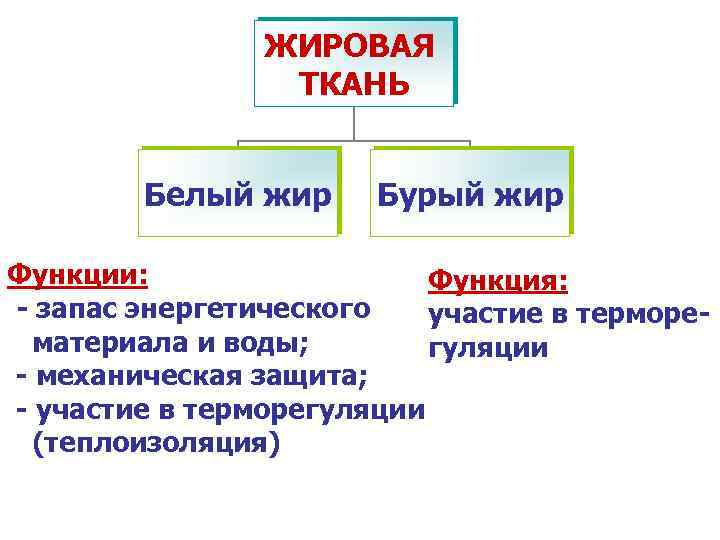 ЖИРОВАЯ ТКАНЬ Белый жир Бурый жир Функции: Функция: - запас энергетического участие в терморематериала