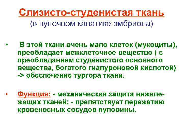 Слизисто-студенистая ткань (в пупочном канатике эмбриона) • В этой ткани очень мало клеток (мукоциты),