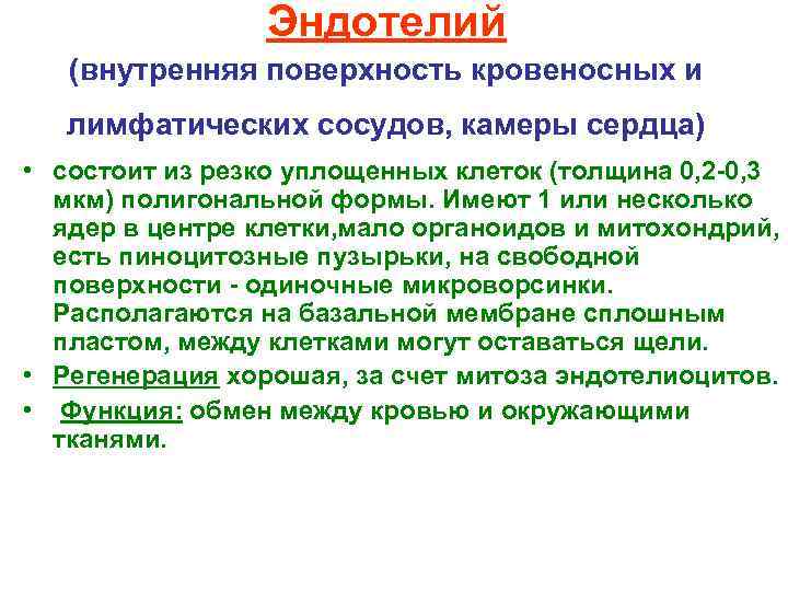 Эндотелий (внутренняя поверхность кровеносных и лимфатических сосудов, камеры сердца) • состоит из резко уплощенных