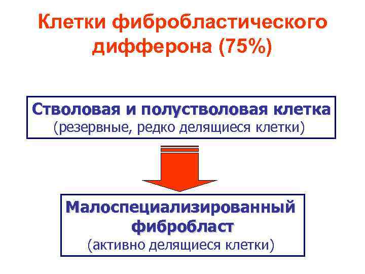 Клетки фибробластического дифферона (75%) Стволовая и полустволовая клетка (резервные, редко делящиеся клетки) Малоспециализированный фибробласт