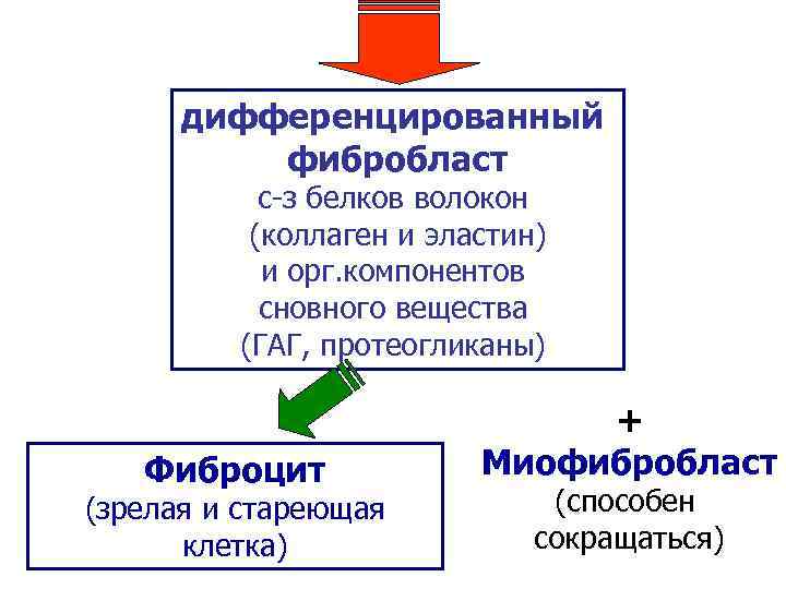 дифференцированный фибробласт с-з белков волокон (коллаген и эластин) и орг. компонентов сновного вещества (ГАГ,