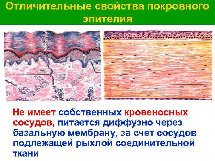Отличительные свойства покровного эпителия Не имеет собственных кровеносных сосудов, питается диффузно через базальную мембрану,