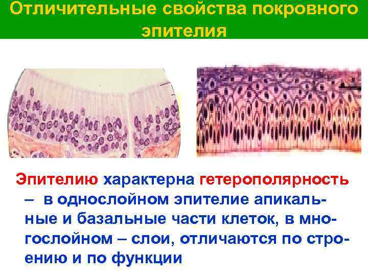 Отличительные свойства покровного эпителия Эпителию характерна гетерополярность – в однослойном эпителие апикальные и базальные