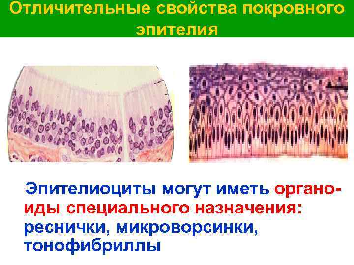 Отличительные свойства покровного эпителия Эпителиоциты могут иметь органоиды специального назначения: реснички, микроворсинки, тонофибриллы 