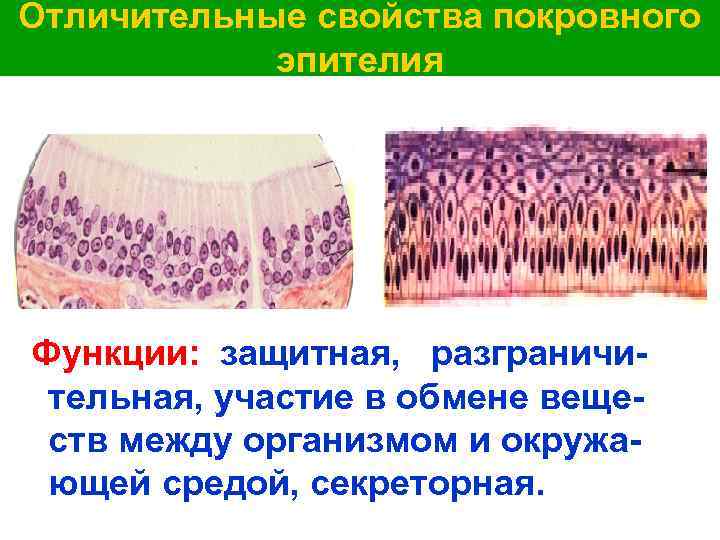 Отличительные свойства покровного эпителия Функции: защитная, разграничительная, участие в обмене веществ между организмом и