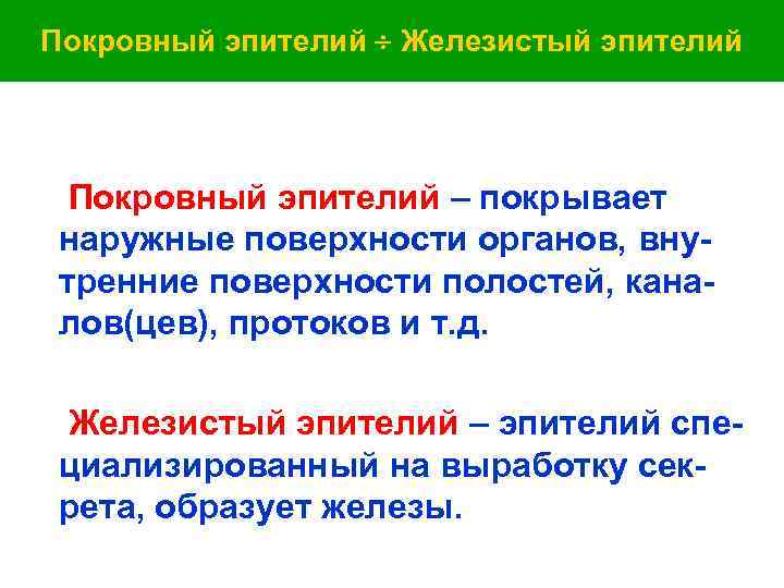 Покровный эпителий Железистый эпителий Покровный эпителий – покрывает наружные поверхности органов, внутренние поверхности полостей,