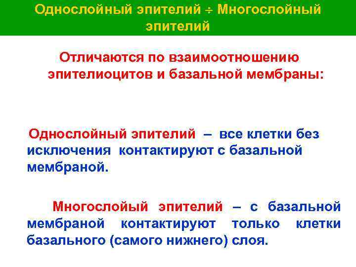 Однослойный эпителий Многослойный эпителий Отличаются по взаимоотношению эпителиоцитов и базальной мембраны: Однослойный эпителий –