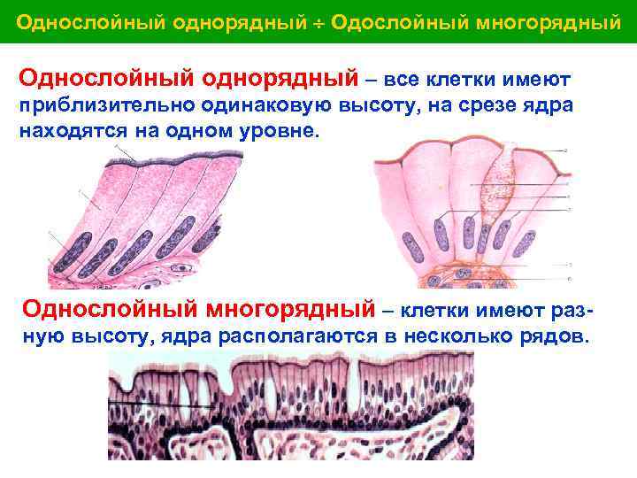 Однослойный однорядный Одослойный многорядный Однослойный однорядный – все клетки имеют приблизительно одинаковую высоту, на