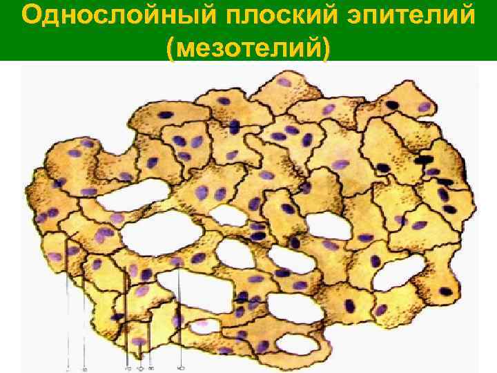 Однослойный плоский эпителий (мезотелий) 