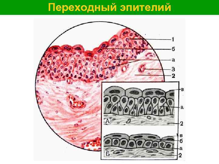 Переходный эпителий 