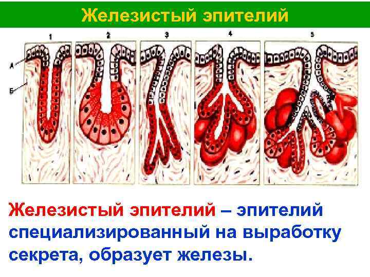 Гиперплазированный железистый эпителий на фоне крови