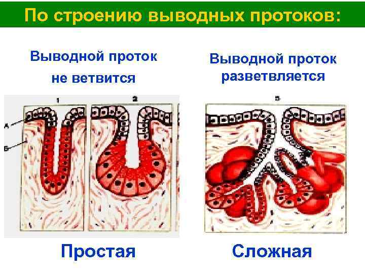 Какими буквами обозначены изображения эпителиальной ткани