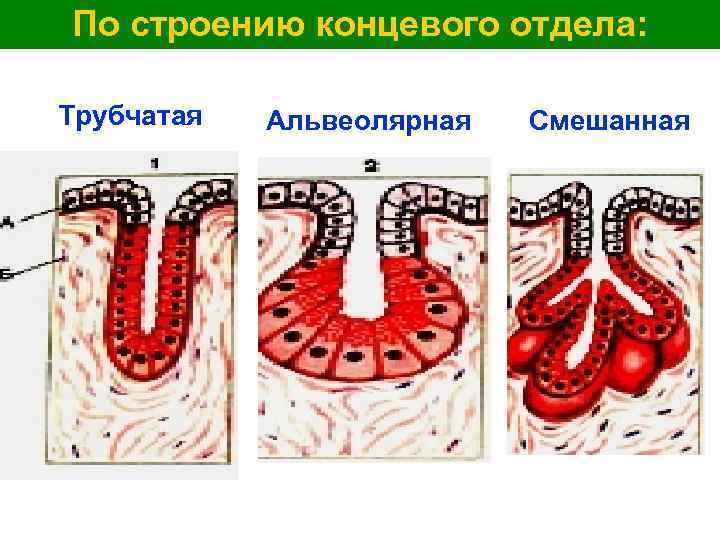 По строению концевого отдела: Трубчатая Альвеолярная Смешанная 