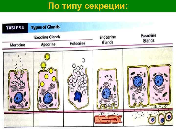 По типу секреции: 