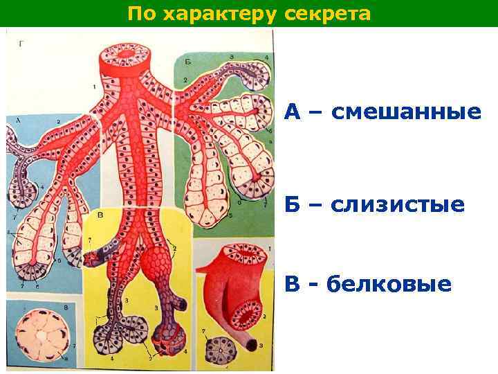 По характеру секрета А – смешанные Б – слизистые В - белковые 