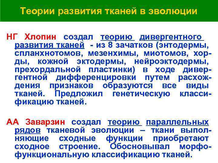 Теории развития тканей в эволюции НГ Хлопин создал теорию дивергентного развития тканей - из