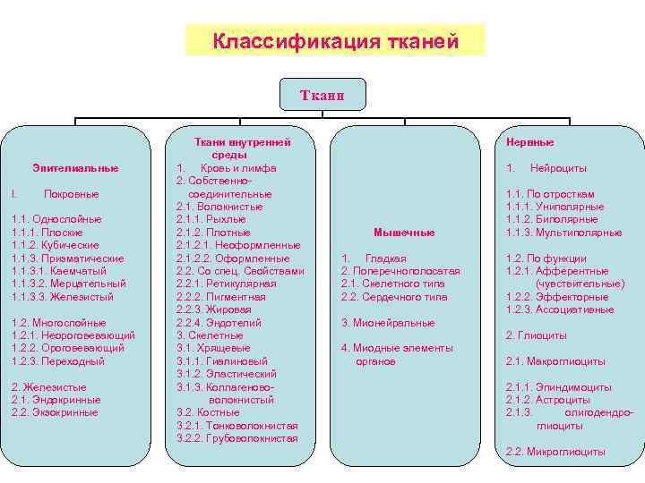 Классификация тканей Ткани Эпителиальные I. Покровные 1. 1. Однослойные 1. 1. 1. Плоские 1.