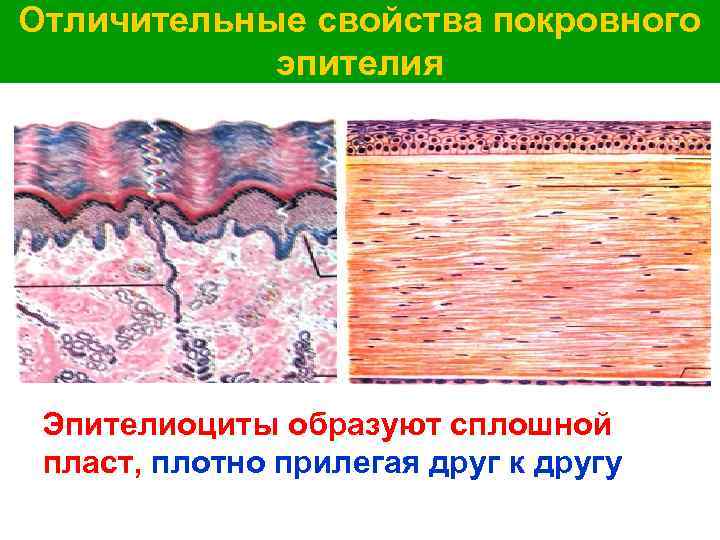 Отличительные свойства покровного эпителия Эпителиоциты образуют сплошной пласт, плотно прилегая друг к другу 