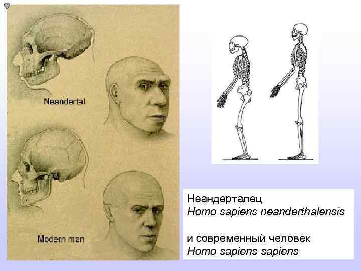 Антропология новое время. Человек разумный неандерталец и кроманьонец. Скелеты неандертальца и хомо сапиенса. Неандерталец анатомия.