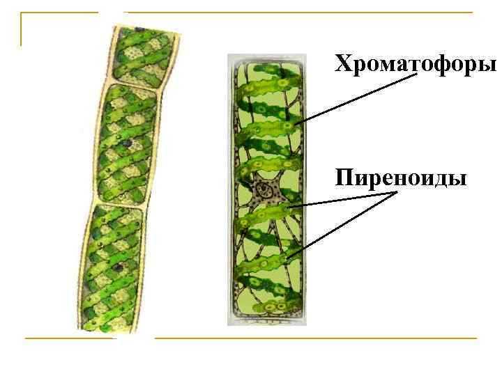 Цианобактерии какой хроматофор