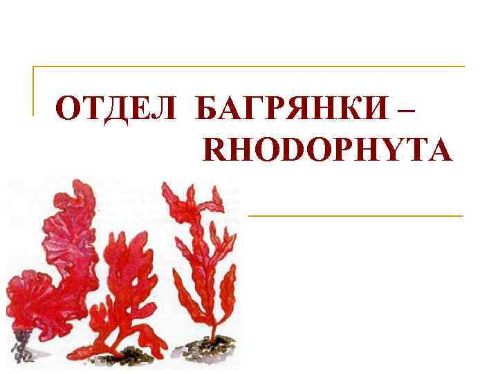 ОТДЕЛ БАГРЯНКИ – RHODOPHYTA 
