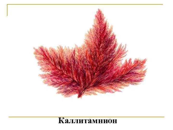 Каллитамнион 