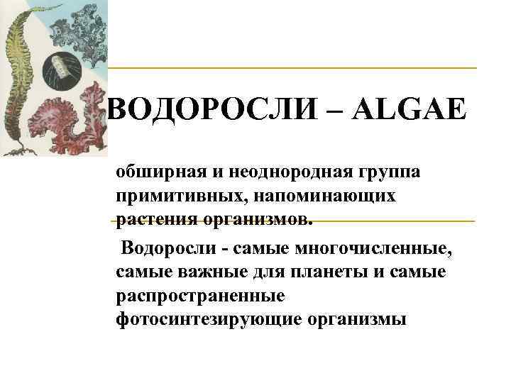 ВОДОРОСЛИ – ALGAE обширная и неоднородная группа примитивных, напоминающих растения организмов. Водоросли - самые