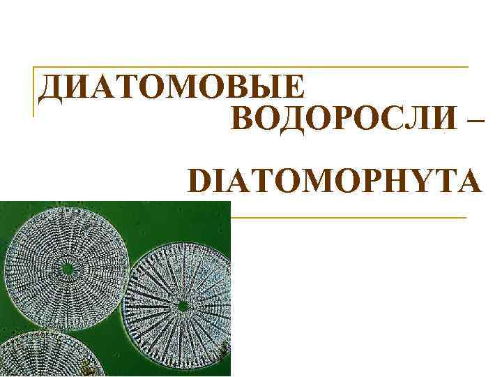 ДИАТОМОВЫЕ ВОДОРОСЛИ – DIATOMOPHYTA 