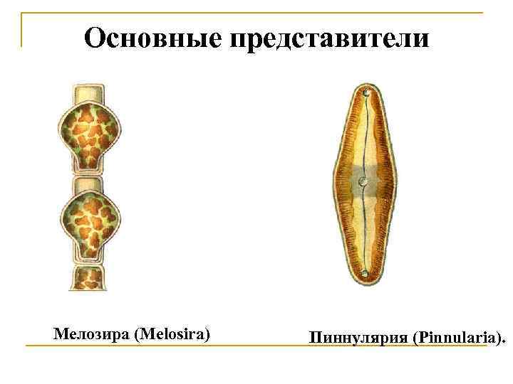 Основные представители Мелозира (Melosira) Пиннулярия (Pinnularia). 