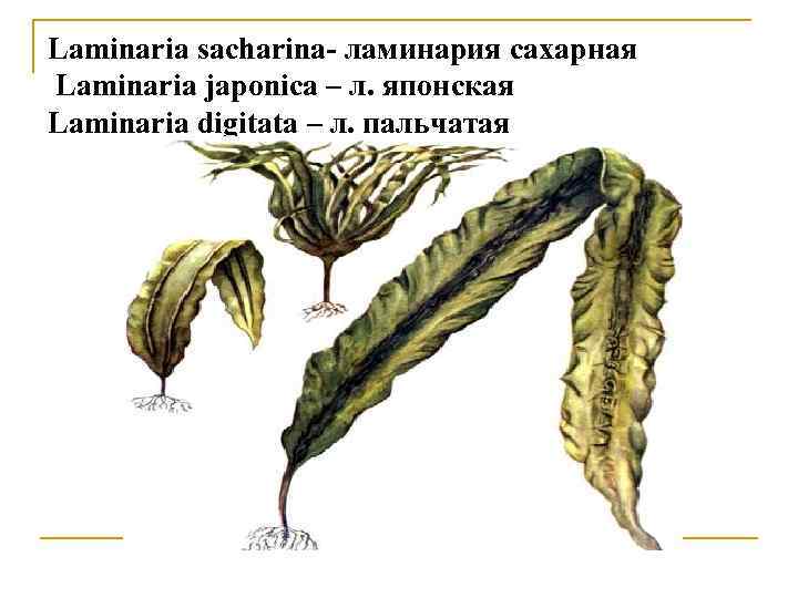 Бурые водоросли слоевище