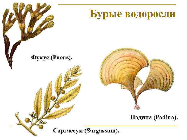 Бурые водоросли Фукус (Fucus). Падина (Padina). Саргассум (Sargassum). 