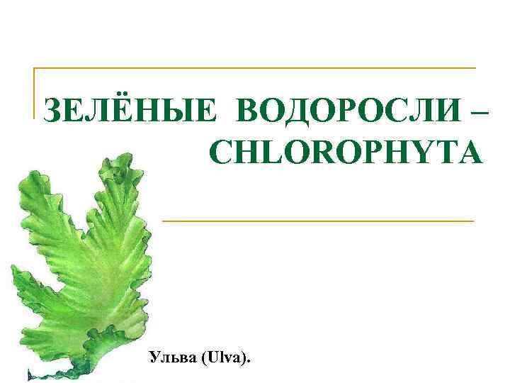 ЗЕЛЁНЫЕ ВОДОРОСЛИ – CHLOROPHYTA Ульва (Ulva). 