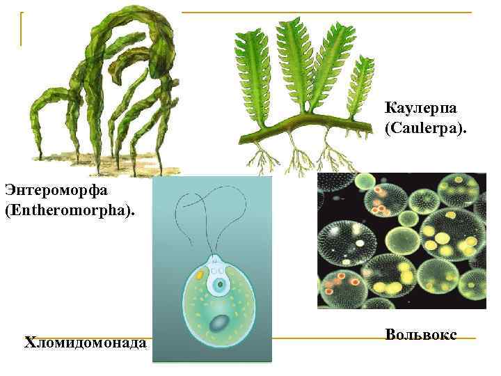 Каулерпа (Caulerpa). Энтероморфа (Entheromorpha). Хломидомонада Вольвокс 