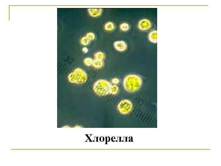 Хлорелла 