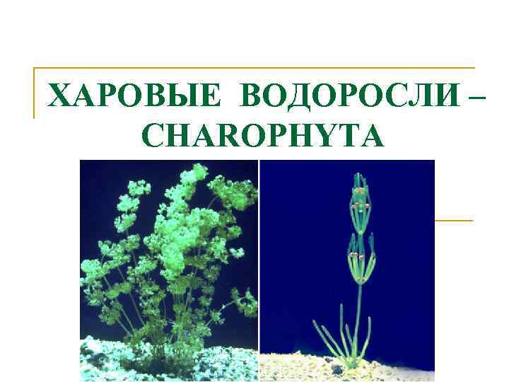 ХАРОВЫЕ ВОДОРОСЛИ – CHAROPHYTA 