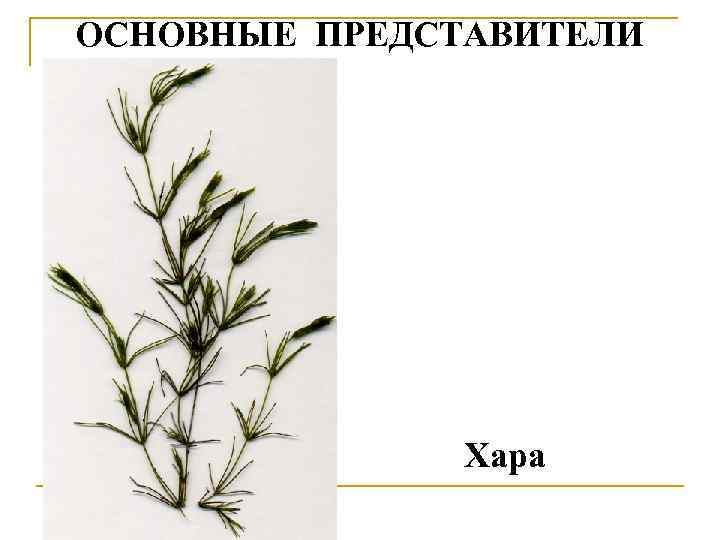 ОСНОВНЫЕ ПРЕДСТАВИТЕЛИ Хара 